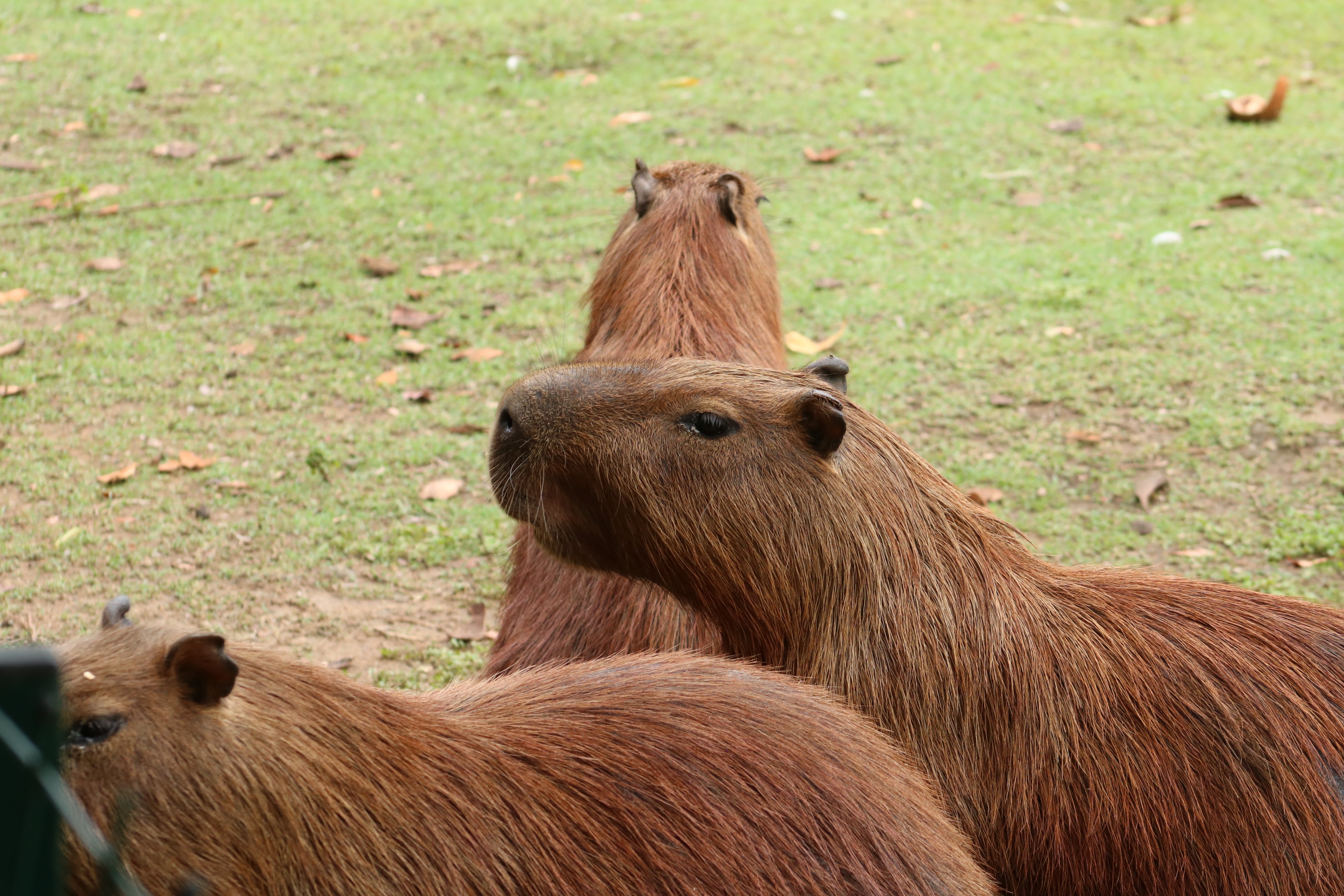 A photograph of capybara