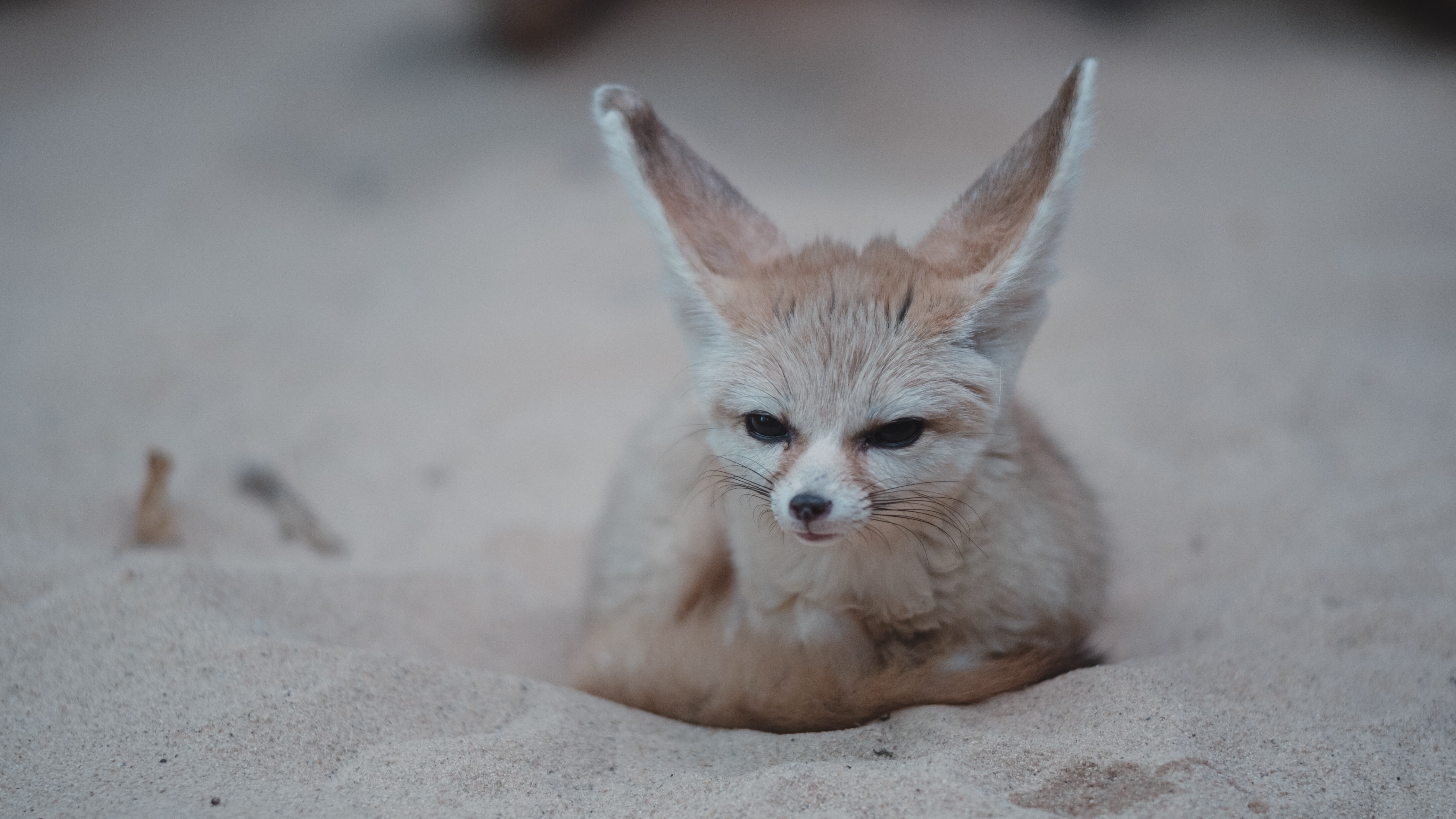 A photograph of fennec fox