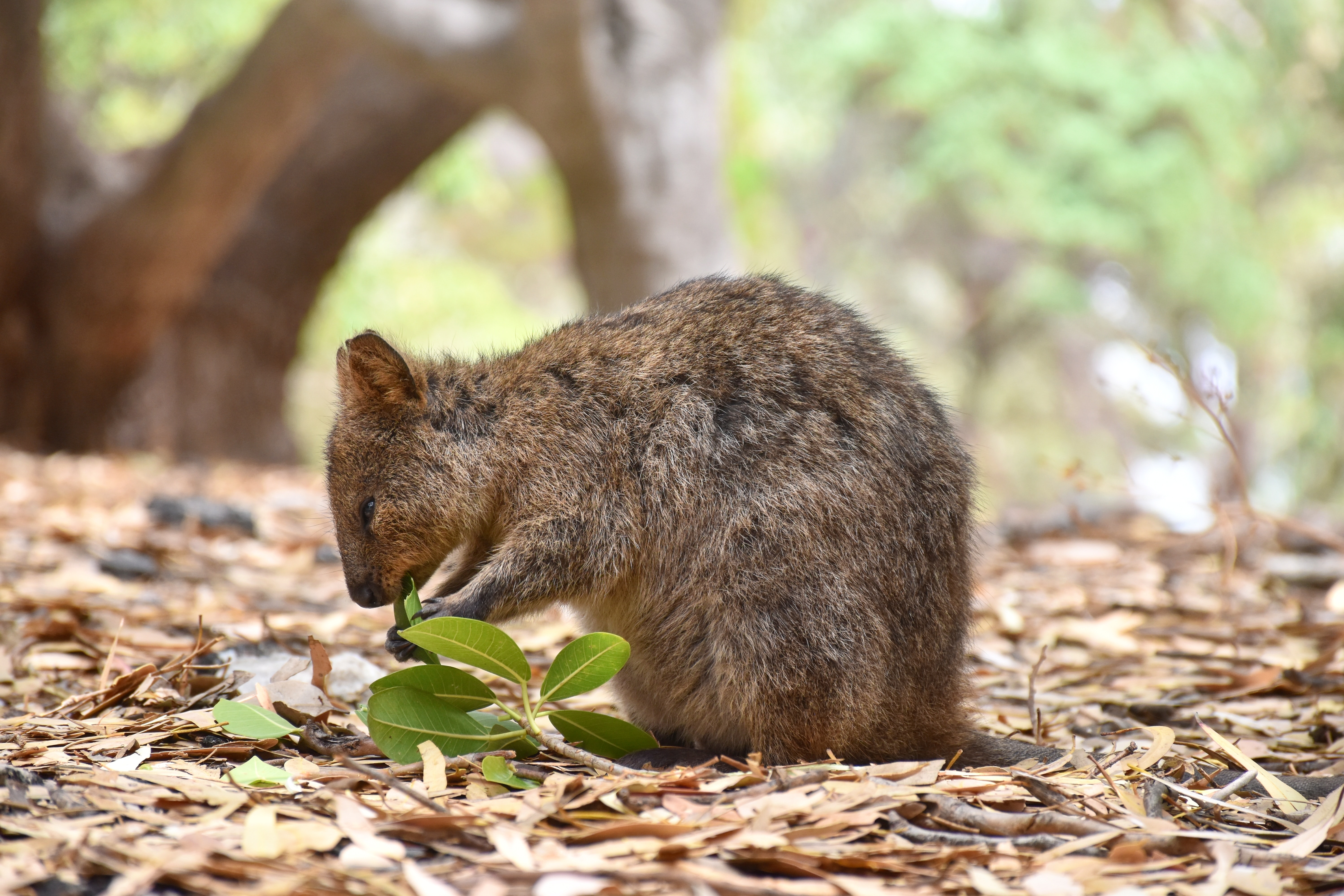 A photograph of quokka