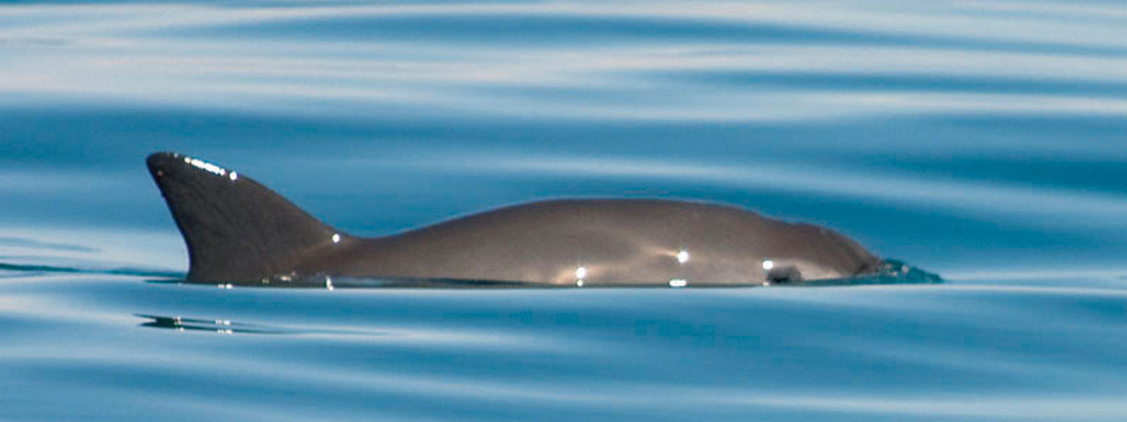 A photograph of vaquita